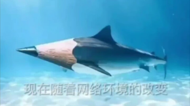 大鲨笔已经随处看见了…