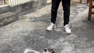 大橘护主，有事是真上