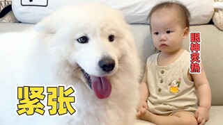 Mom said that her brother and Samoyed Gummy had become closer, and Dad happily ran out to see what w