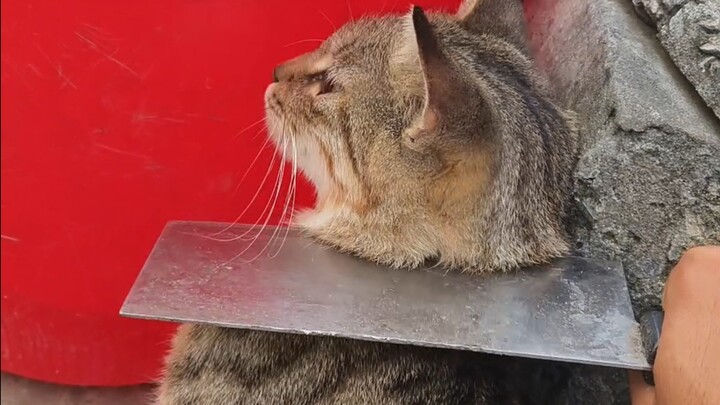 Pedangku tidak memotong kucing