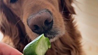 Berikan beberapa irisan mentimun kepada anjing kecil itu