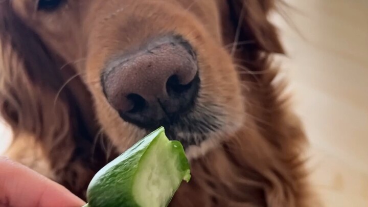 施舍小狗一些黄瓜把