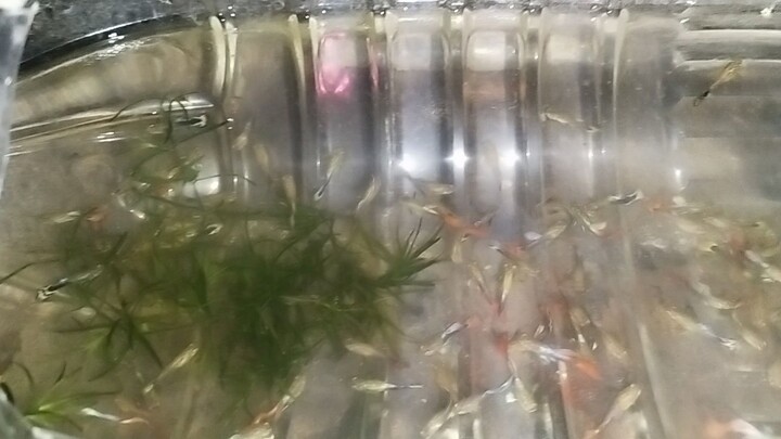 guppy tag 10