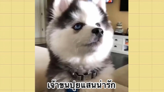 เพื่อนตัวน้อย สัตว์เลี้ยงแสนซน : เจ้าขนปุยแสนน่ารัก