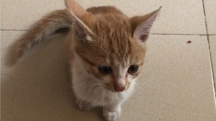 Bà nội đang cho gà ăn ở sân sau thì thấy một chú mèo con lạc lõng đang ăn cám gà, bèn mang về nhà nu