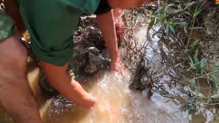 Cách Dụ Cua Đá Ra Khỏi Hang Dễ Nhất Và Hiệu Quả Nhất - Nhịp Sống Miền Núi