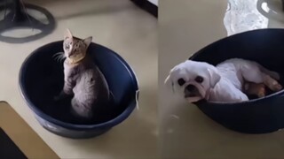 I thought it was a special effect until I saw the cat