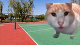 [Cat meme] Lần đầu thử chơi bóng chuyền và nhận ra mình có vẻ là thiên tài? (Thật ra là không