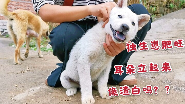 Chú chó đồng quê con một béo tốt, khỏe mạnh; hai tháng tuổi tai cuối cùng đã dựng lên, trông càng ng