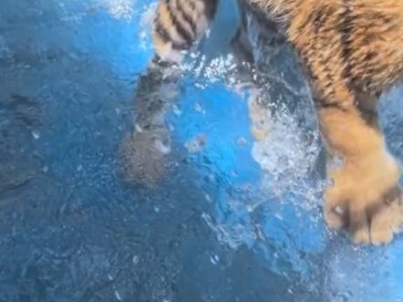 Gak bisa tenang sebentar aja? Air udah banjir keluar! Untung gak lagi tidur siang, kalau baru ketemu