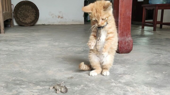 A white cat or a black cat—any cat that catches mice is a good cat!