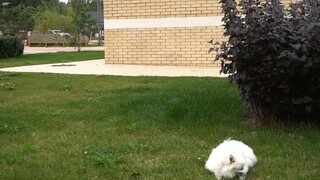 Đưa cún yêu lười nhất thế giới đi dạo ở nước ngoài _ Holly _ pomeranian _ 10