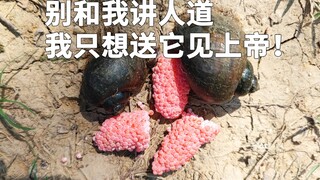 福寿螺入侵严重，如何处理？如何简单分辨福寿螺和田螺？