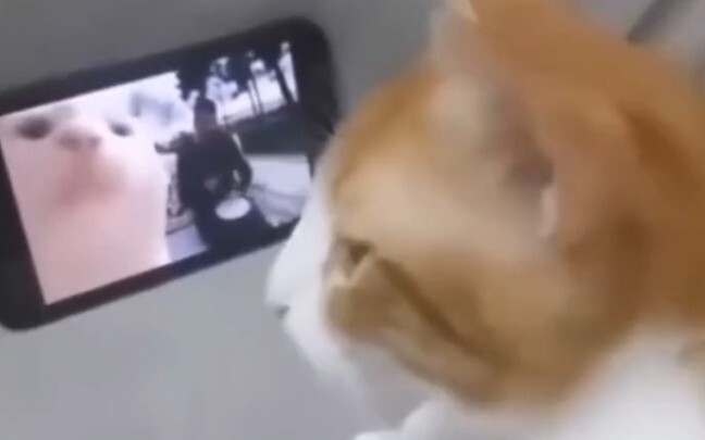 ไม่คิดเลยว่ายังสามารถฝึกแมวได้ด้วย