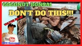 COCONUT BONSAI | Method of Removing the Husk Safely | Maintenance, Care and Tips