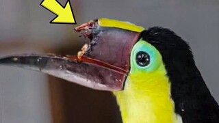 The poor little bird had a broken beak, so people actually used 3D printing to replace it @油兔不二字幕组