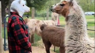 When the alpaca first experienced the "uncanny valley" effect