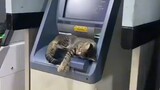the cat login in bank Hahahaha 🤣🤣🤣