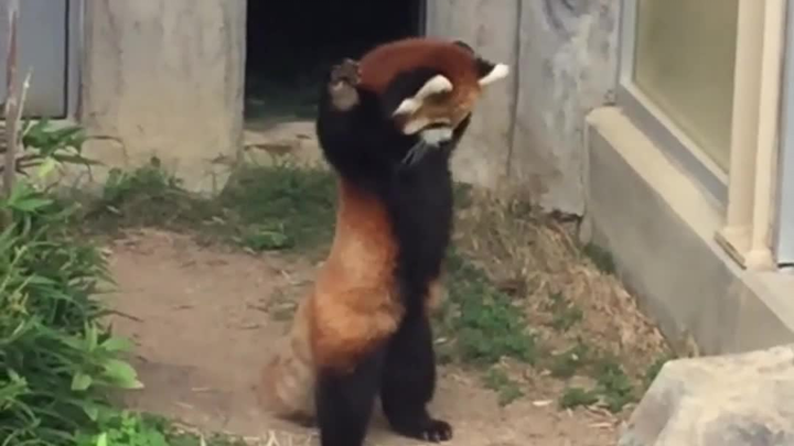 الباندا الحمراء التي تقفز من الخوف عند رؤية حجر.. كم هي لطيفة!