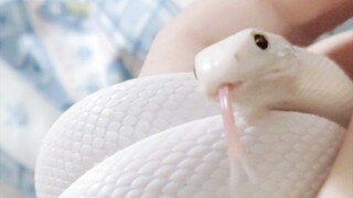 When you raise a super cute white lady
