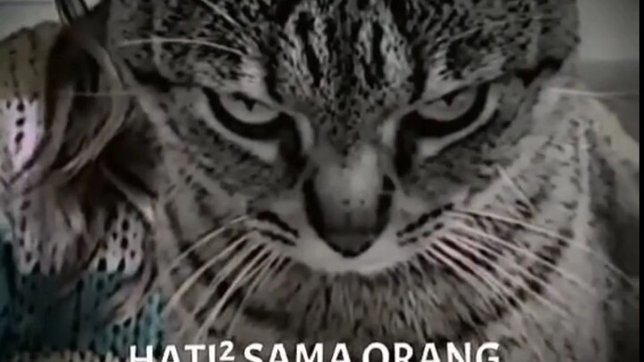 yg follow ditembak sama cruhnya