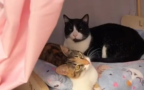 Cat: It's all an act; I love cardboard boxes the most!