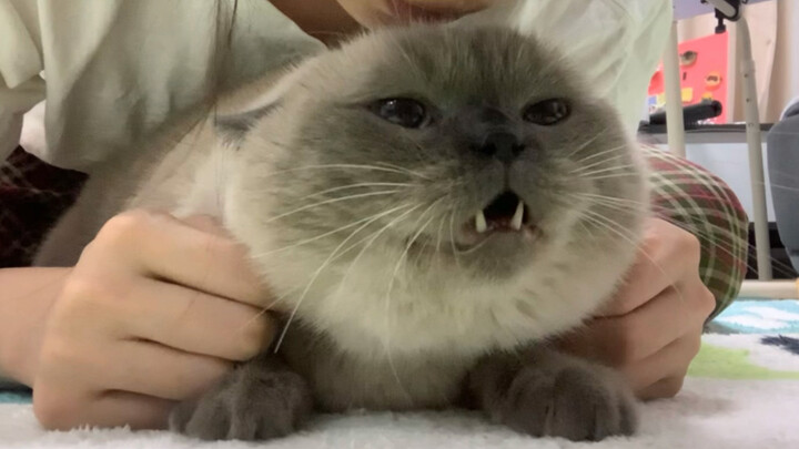 Hanya butuh satu langkah untuk mengubah anak kucing menjadi anjing laut