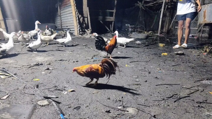 Win 🍀 1 feet ✌️