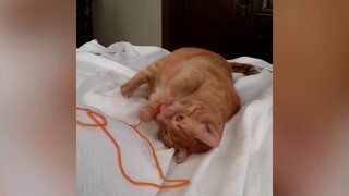 Orange Cats Cute Cat Video Compilation