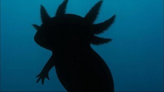 "A Predator That Regenerates, Smiles and Glows? That's Axolotl!"
