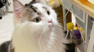 孩子没白养，灵活小胖子外加嘴角上扬的～～