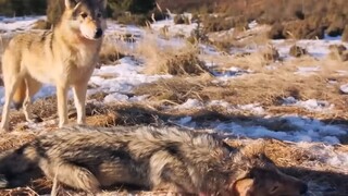 Wolf V's Brown Bear Fighting