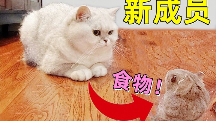 สมาชิกใหม่ส่งตรงถึงประตูบ้านคุณ รู้สึกเหมือนโดนกินได้ทุกเมื่อ!