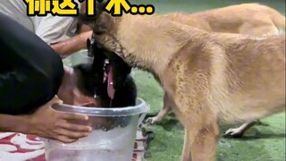 Malinois: You are better than me at being a dog!!!