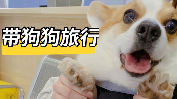 Jalan-jalan sama si manis anjing, bikin hati adem banget!