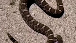 هذا هو التكتيك الجماعي "المثير والمفعم بالحماس" الخاص بنا