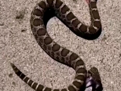 هذا هو التكتيك الجماعي "المثير والمفعم بالحماس" الخاص بنا