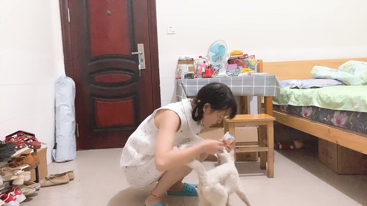 下班偶遇流浪猫，一直跟着我，救了它，我这是要成铲屎官了吗