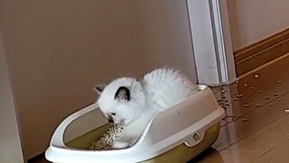 Treatment for a sick cat
