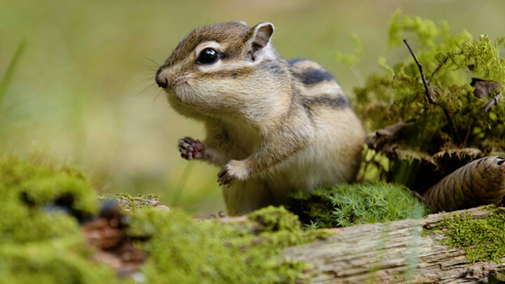 As long as it’s an animal, it can’t resist the lure of delicious food—no matter how wild it is!