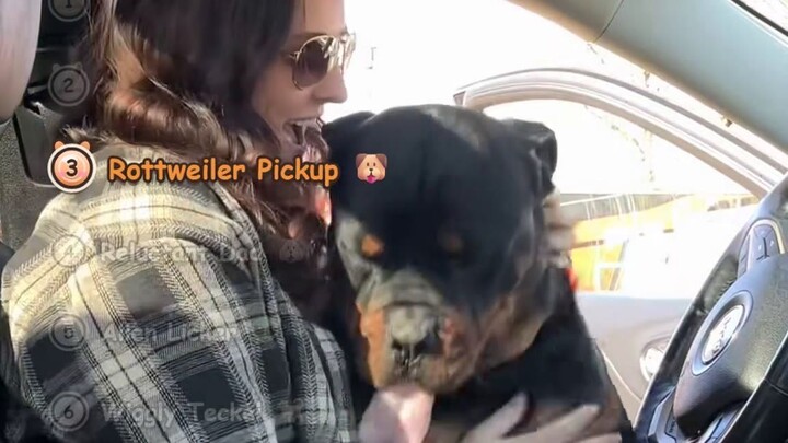 Dogs See Their Owner & Lose It — Pure Joy Reunions That Make You Giggle