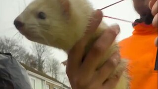 The Ferret Helping the Master Pull Wires