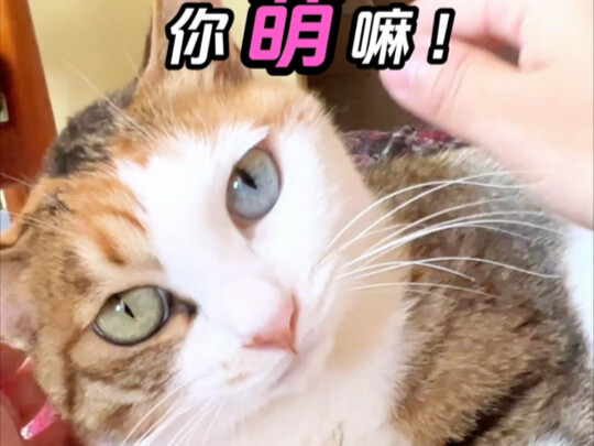 Orang bilang kucing kecil itu imut, tapi kok kucing besar yang suka menarik nada panjang ini juga se