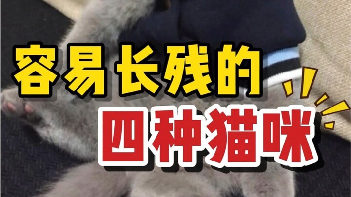 Bốn loại mèo có khả năng bị khuyết tật cao nhất, gia đình mèo của bạn có nằm trong số đó không?