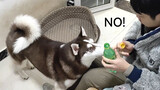 [Động vật] Chủ nhân uống Sprite và lừa chú chó Husky uống giấm trắng