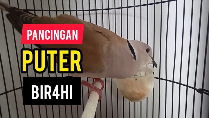 PANCINGAN SUARA PUTER JANTAN BIR4HI
