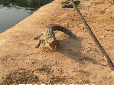 The bigger the crocodile, the more stable its temperament #CrocodileTreasure #CrocodileTreasureCroco