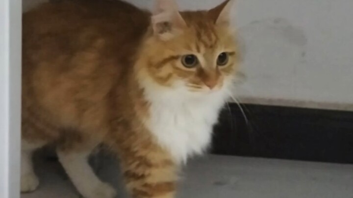 Perbaiki kucing! Hisap～! Perbaiki kucing! Hisap～! Perbaiki kucing! Hisap～! Perbaiki kucing! Hisap～! 