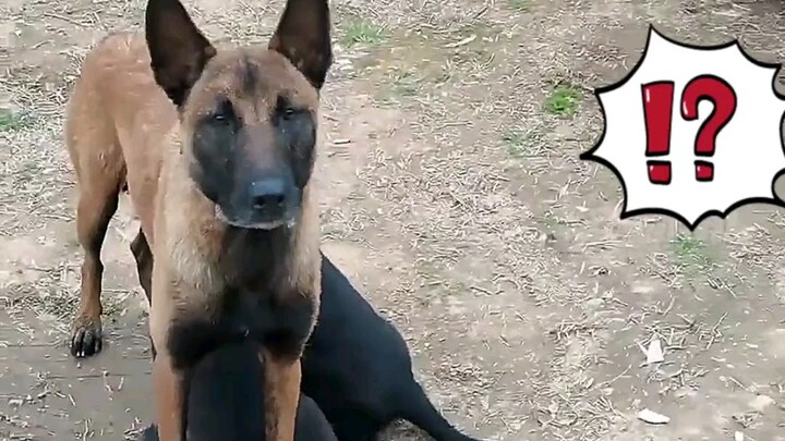 Người đàn ông đi câu cá gặp phải một bà mẹ chó ham chơi, cuối cùng bỏ ra 160 tệ để mua vui với lũ ch