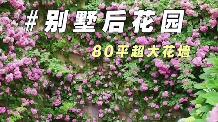 Taman belakang vila, dinding bunga super besar seluas 80 meter persegi